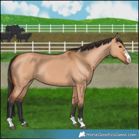 Horse Color:Bay Dun 