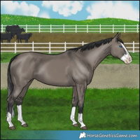 Horse Color:Grullo Splash