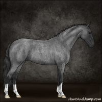 Horse Color:Blue Roan 