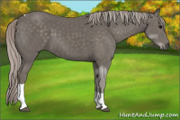 Horse Color:Silver Black Tobiano 