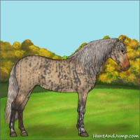 Horse Color:Silver Black Tobiano and Silver Buckskin Dun