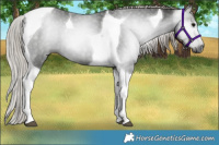 Horse Color:Gray Silver Black Tobiano 