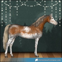 Horse Color:White Spotted Chocolate Palomino Tobiano 