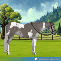Horse Color:Silver Black Tobiano 