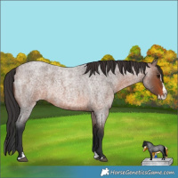Horse Color:Brown Roan Splash 
