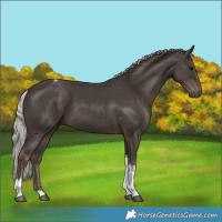 Horse Color:Silver Black Tobiano 