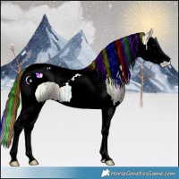 Horse Color:Painted Buckskin Ice Splash Tobiano