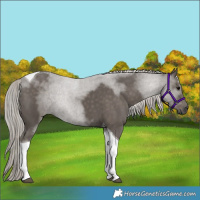 Horse Color:Silver Black Tobiano