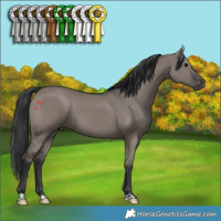 Horse Color:Grullo 