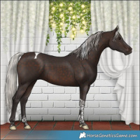 Horse Color:Silver Brown Tobiano 
