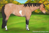Horse Color:Bay Roan Tobiano 