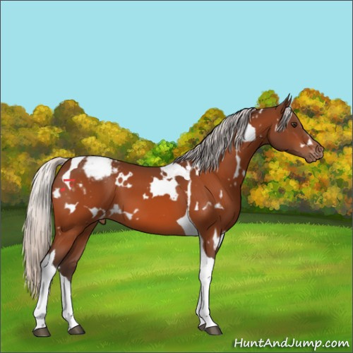Horse Color:White Spotted Silver Brown Tobiano Appaloosa 