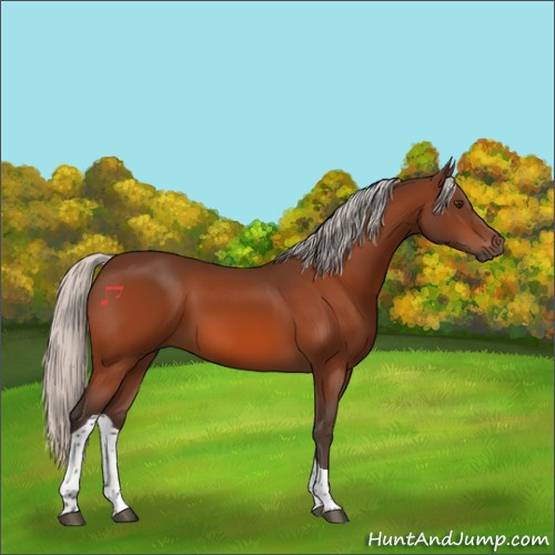 Horse Color:Silver Brown Tobiano 