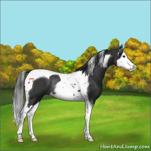 Horse Color:Black Splash Tobiano Rabicano 