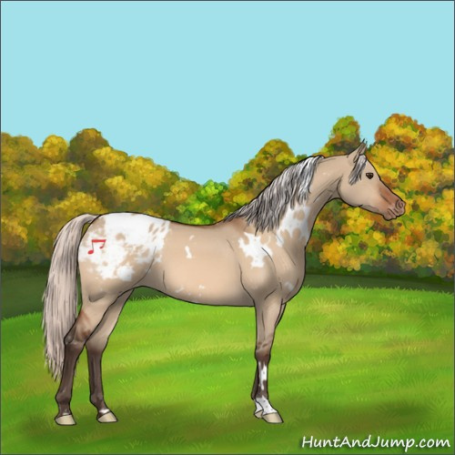 Horse Color:White Spotted Silver Brown Dun Appaloosa 