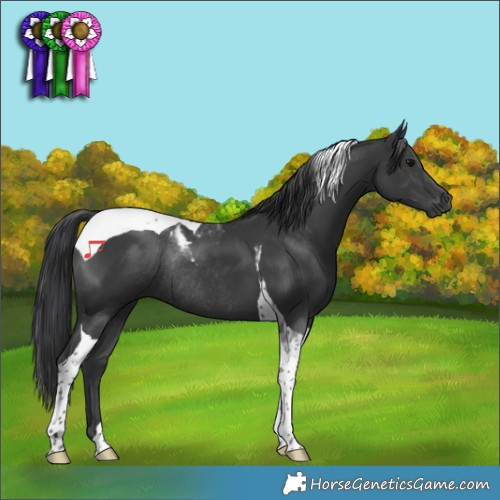 Horse Color:Black Tobiano Rabicano 