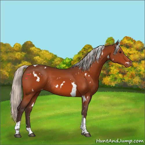 Horse Color:White Spotted Silver Bay Tobiano Appaloosa Rabicano 
