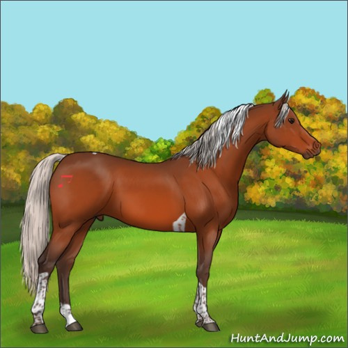 Horse Color:Silver Bay Tobiano Rabicano 