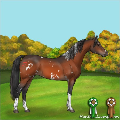 Horse Color:White Spotted Brown Tobiano 
