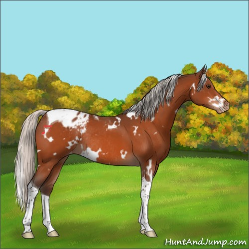 Horse Color:White Spotted Silver Brown Tobiano Appaloosa Rabicano 