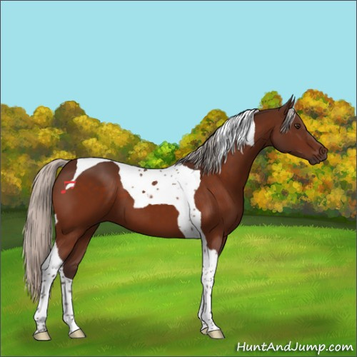 Horse Color:Silver Brown Tobiano 