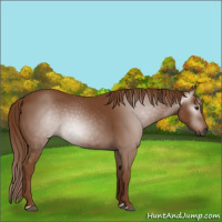 Horse Color:Gray Chestnut 