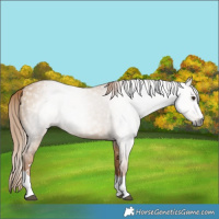 Horse Color:Gray Red Dun 