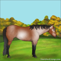 Horse Color:Gray Bay 
