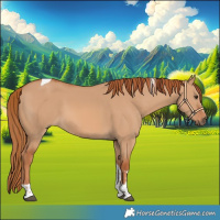 Horse Color:Red Dun Tobiano 