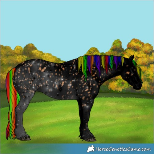 Horse Color:Void Painted Chestnut Appaloosa 