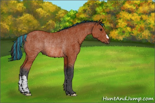 Horse Color:Painted Bay Rabicano 