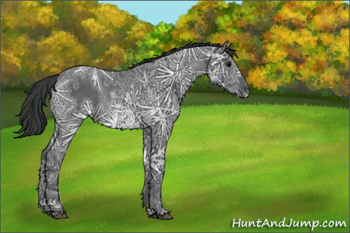 Horse Color:Black Ice Rabicano 