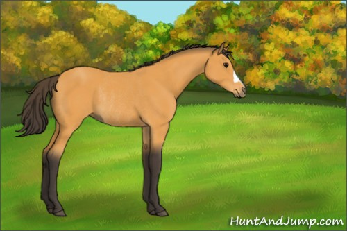 Horse Color:Buckskin Rabicano 