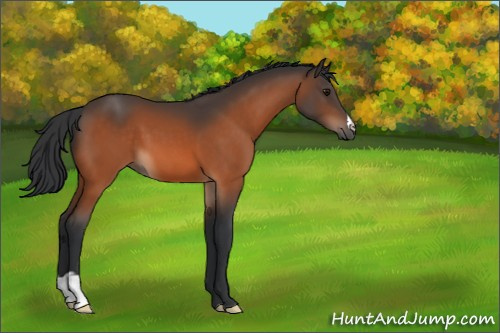 Horse Color:Bay 