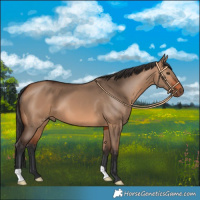 Horse Color:Bay Dun