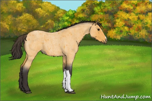 Horse Color:Buckskin Roan 