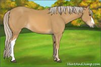 Horse Color:Palomino 