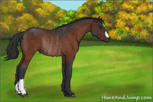Horse Color:Brown Rabicano 
