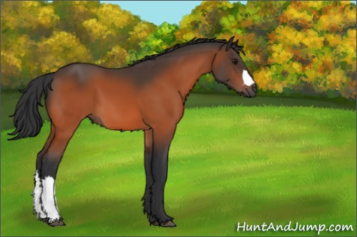 Horse Color:Bay 