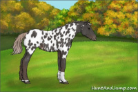 Horse Color:Silver Black Tobiano Appaloosa