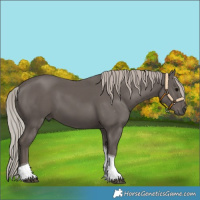 Horse Color:Silver Black Tobiano 