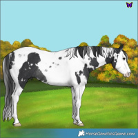 Horse Color:White Spotted Black Splash Tobiano Rabicano