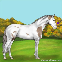 Horse Color:White Spotted Classic Champagne Splash Tobiano Appaloosa Rabicano 