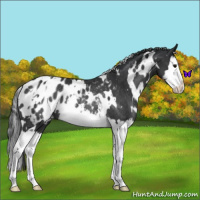 Horse Color:White Spotted Black Splash Blanket Rabicano 