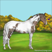 Horse Color:White Spotted Silver Black Tobiano Rabicano