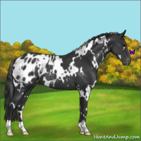 Horse Color:White Spotted Black Blanket 