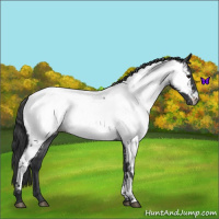 Horse Color:Blue Roan Near Fewspot 
