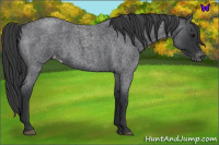 Horse Color:Blue Roan Varnish 