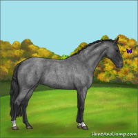 Horse Color:Blue Roan Varnish