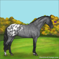 Horse Color:Blue Roan Appaloosa 